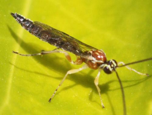 Réf. 252 986 : Tromatobia lineatoria